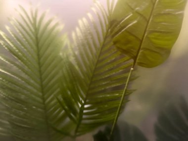 Yeşil yapraklar birbirini örtüyor yumuşak doğal ışıkta.