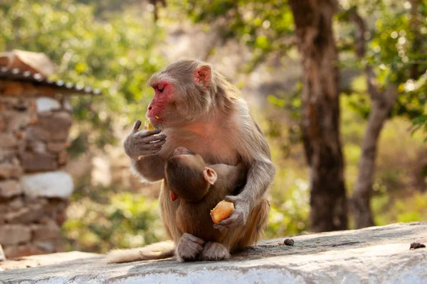Anne rhesus macaque bir parça meyve yerken bebeği tutuyor ve besliyor..