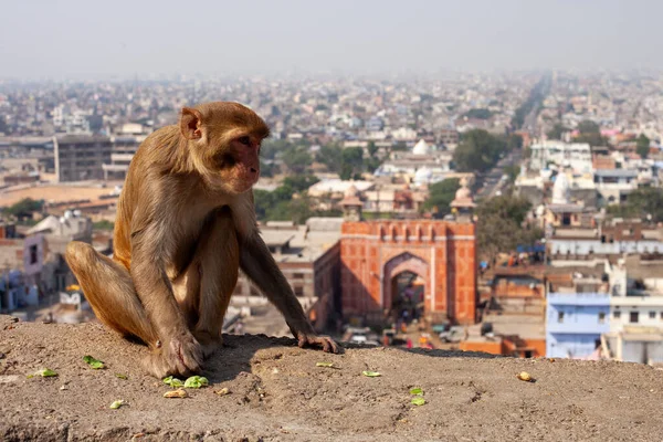 Duvarda oturan rhesus macaque maymunu geniş şehir manzarasına ve tarihi kapıya bakıyor..