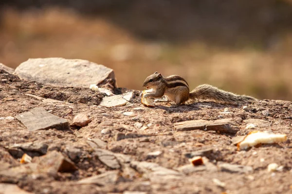 Küçük kemirgen, sincap ya da yer sincabı, vahşi hayatta