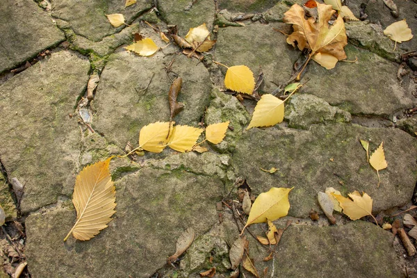 Kırık taş zemine saçılmış sarı yapraklar.