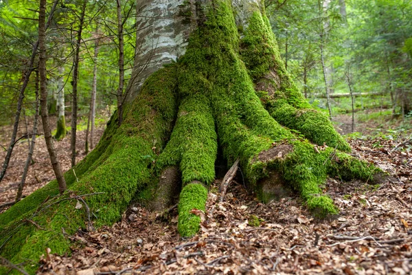 Yeşil orman yapraklarıyla çevrili yosunlu ağaç kökleri