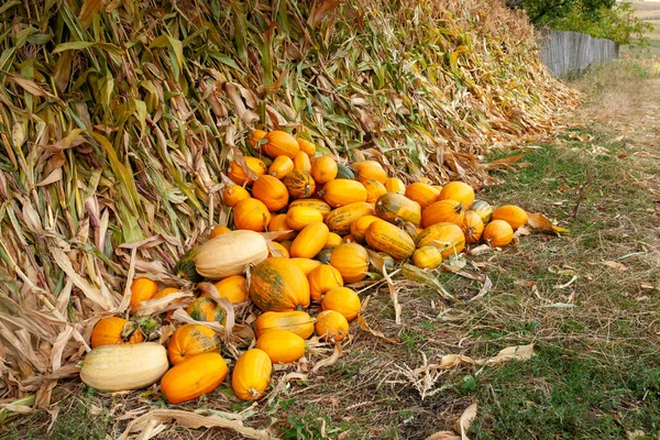 Toprakta hasat edilmiş mısır saplarının yanında duran turuncu balkabakları.