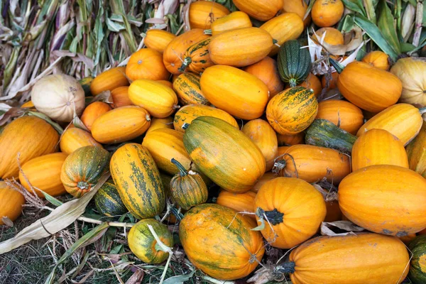 Kabak ve kabak çeşitleri yerde yatıyor.