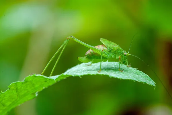 Yeşil çekirge yeşil yaprakta sessizce oturuyor.