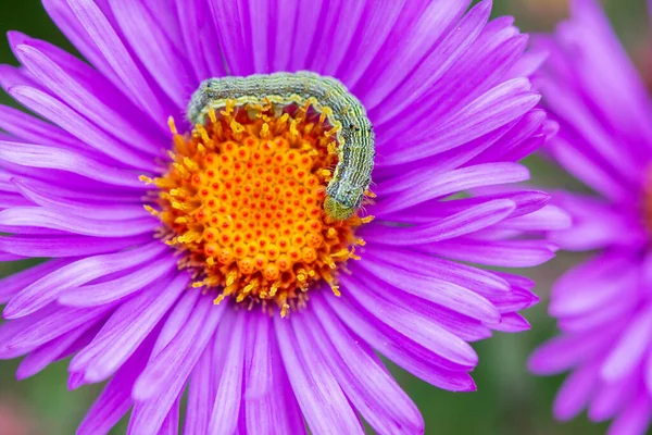 Tırtıl canlı mor çiçek yaprakları üzerinde dinleniyor.
