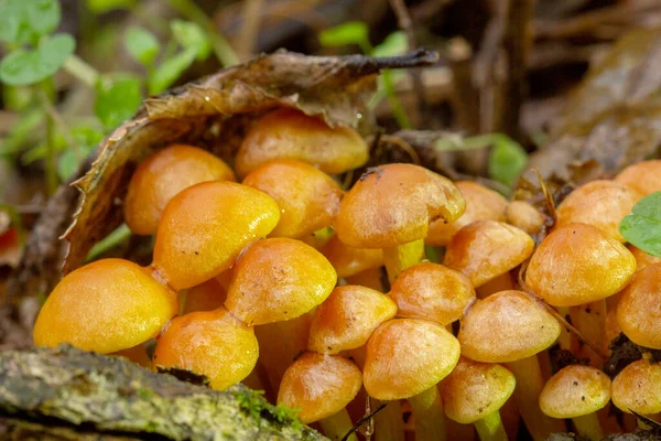 Ormanda yetişen küçük turuncu mantar kümeleri.