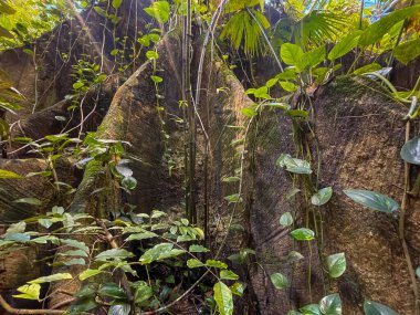 büyük ağaç gövdesinde yetişen yeşil bitkiler