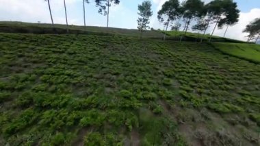 Tepelerin ortasındaki yeşil çay tarlasında uçan İHA 'nın 4K görüntüsü.