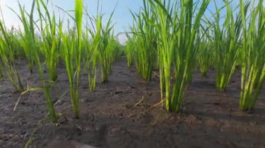 Açık mavi gökyüzünün altında çamurlu bir tarlada büyüyen yeşil pirinç bitkilerinin düşük açılı görüntüsü.