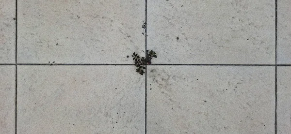 Döşeme kiremitlerinin arasından büyüyen küçük bir bitki.
