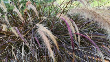 Açık havada yetişen yumuşak tüylü tohum başlarıyla süslü otlar.