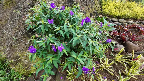 Yeşil yapraklar ve doğal taşlarla döşenmiş bir bahçede yetişen mor çiçekli süs bitkisi.
