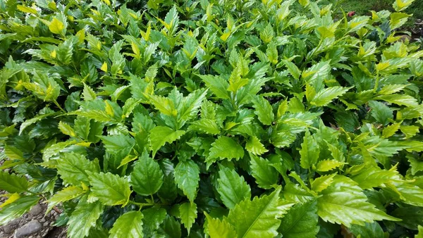 gür yeşil tropikal bitki yaprakları yoğun bir bitki örtüsü oluşturur.