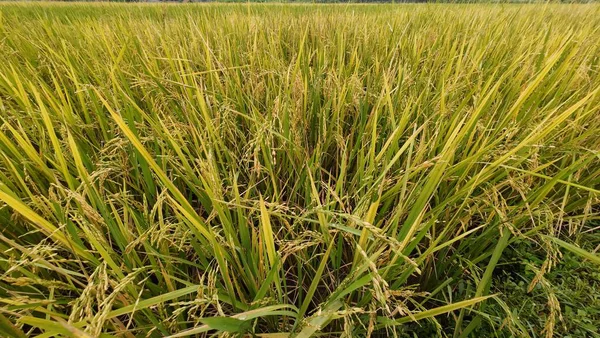 Tarlada yetişen olgun pirinç bitkilerinin kapatılması, tarım, gıda üretimi ve kırsal doğayı temsil ediyor.