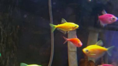 Yumuşak ışıklandırma ve koyu arkaplan ile akvaryumda yüzen renkli tropik balıklar