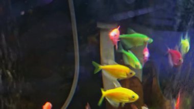 Yumuşak ışıklandırma ve koyu arkaplan ile akvaryumda yüzen renkli tropik balıklar