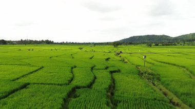 Kırsal yolları ve tarım arazileri olan yemyeşil pirinç tarlalarının hava aracı görüntüsü