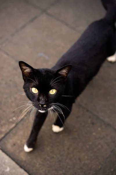Siyah sokak kedisi şehir sokağına bakıyor.