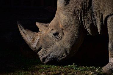 Güzel gergedanın detaylarını kapat. Gözyaşlarını görebilirsin..