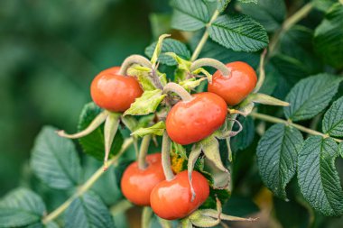 Bulanık Arkaplanlı Büyük Kırmızı Gülkalemi Artistik Sonbahar Macrosu. Parlak kırmızı gül çileklerinin makro fotoğrafı bir sonbahar günü yağmur damlalarıyla kaplıdır. Yumuşak odaklı ve ılık mevsimsel tonlu sanatsal kompozisyon