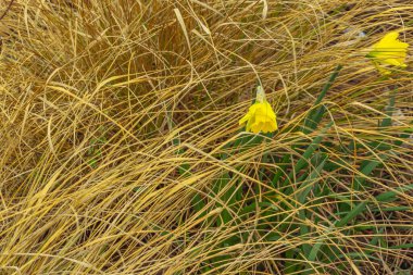 Güneşli Bahar Bahçesi 'nde açan sarı nergis çiçekleri açık sarı nergislerin (Narcissus) canlı bir yakın çekimi ilkbaharın erken dönemlerinin özünü yakalıyor. Çiçekler, doğal olarak yaratılan yumuşak, altın bir bokeh arka planına karşıdır.