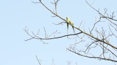 Gül halkalı muhabbet kuşları Ağaç dalında Öp ve Öp