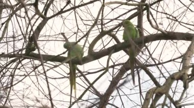 Bir çift Gül Halkalı Muhabbet kuşu Çıplak Ağaç Dallarında Güzelleşiyor