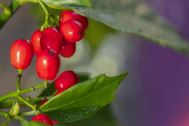 Yumuşak Bokeh 'li Yeşil Dallarda Canlı Kırmızı Aucuba Berry' ler
