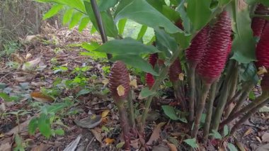 Nemli bir yağmur ormanı ortamında bal peteği (Zingiber) çiçeklerinin atmosferik görüntüsü. Kırmızı, çevrenin koyu yeşiliyle tezat oluşturuyor. Bitkinin güçlü ve süslemeli doğasını sergiliyor..