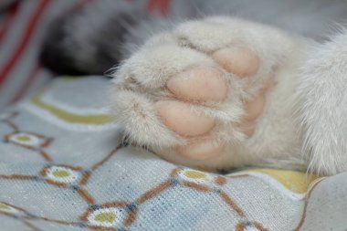 Yumuşak tüylü bir battaniyenin üzerinde dinlenen tüylü beyaz bir kedi patisinin yakın plan çekimi, yumuşak kürkler, pembe patiler ve evcil hayvan bakımı ve ev konforu için sıcak, rahat bir ortam..