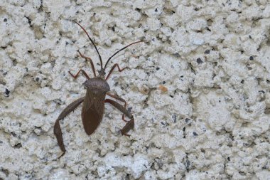 Koyu kahverengi bir böceğin beyaz bir duvara dayanmış portresi. Özne ile minimalist arkaplan arasındaki zıtlığı vurguluyor..