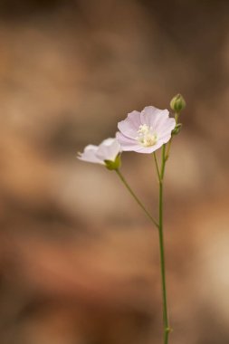 Hafif lavanta çiçekleri üzerine seçici odaklı yumuşak botanik manzara, huzur ve sükunet taşınıyor.