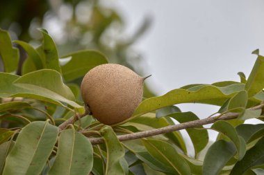Hasat için hazır bir samanotun yakın görüntüsü kabuğunun dokusunu ve ağacın yapraklarını vurguluyor..