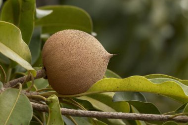 Parlak yeşil yapraklarla çevrili bir daldan sarkan kendine özgü kahverengi derisi olan olgun bir sap..