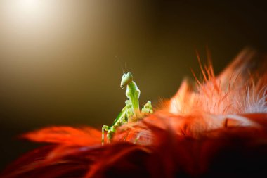 Çekirgeler dallarda dans eder