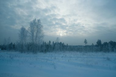 Karla kaplı çimenler