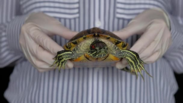 Női kezek védőkesztyűben, vörös fülű teknőst tartva — Stock videók