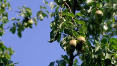 Bahçedeki ağaçta olgun armutlar.