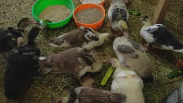 Kaczątka domowe jedzące krojone ogórki w karmniku dla ptaków — Wideo stockowe