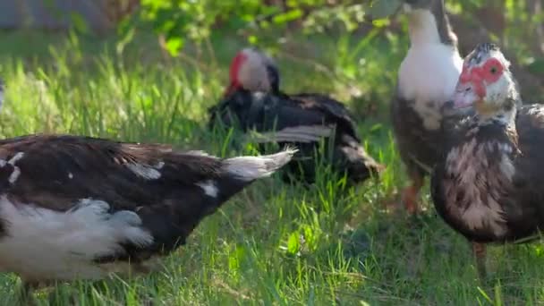 En indo-ducks går på en gård.. — Stockvideo