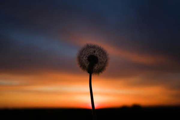 Silhouette of dandelion at sunset — Stock Photo, Image