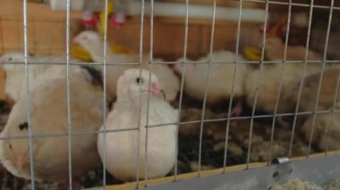 Kafesteki bıldırcın.