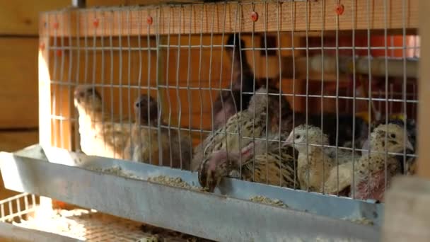 Manchurian Quails in cages. — Stock Video