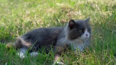 Yeşil çimenlerde yatan kedi.