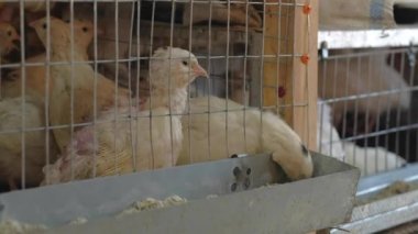 Kafesteki bıldırcın.