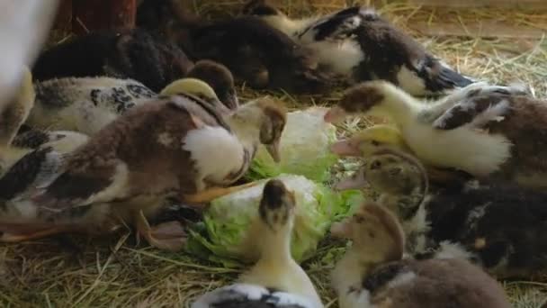 Κατοικίδια παπάκια που τρώνε φέτες λάχανο στο πτηνοτροφείο — Αρχείο Βίντεο