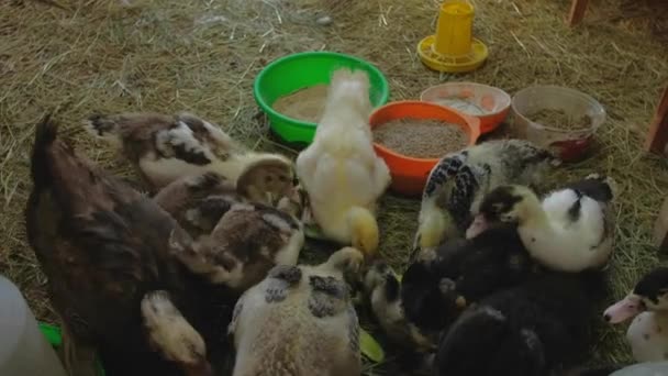 Kaczątka domowe jedzące krojone ogórki w karmniku dla ptaków — Wideo stockowe