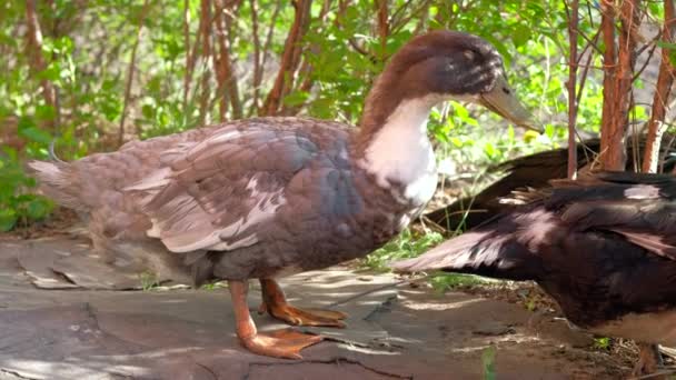 An Indo-ducks is walking on a farm. — Stock Video