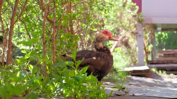 An Indo-ducks is walking on a farm. — Stock Video